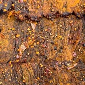 NO.04 Khô Bò Xuyên Tiêu - PEPPERCORN BEEF JERKY