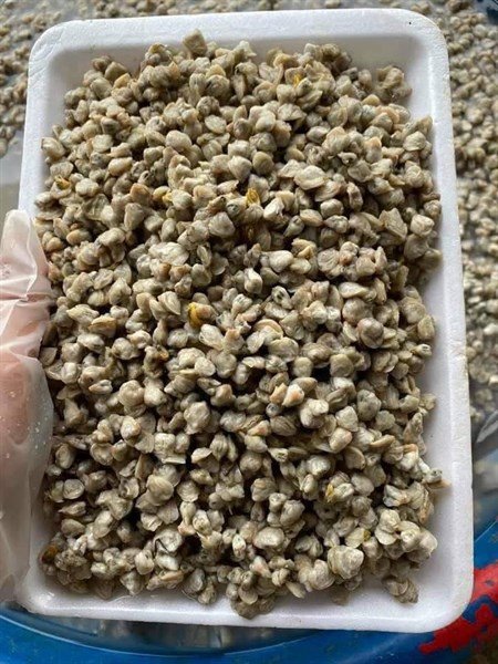 Ruột Hến - CLAM MEAT 500gr