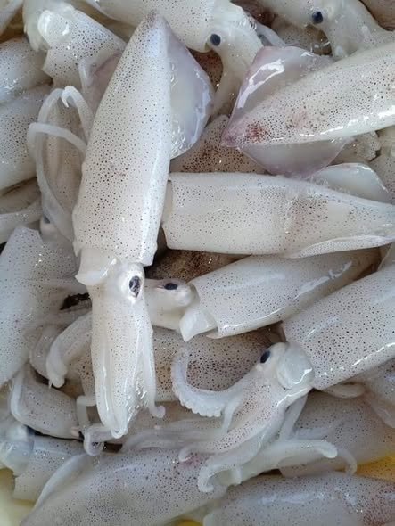 Mực chã - SQIUD 400gr - Image 5