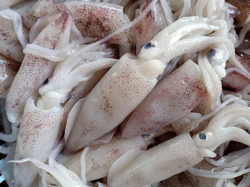Mực chã - SQIUD 400gr - Image 4