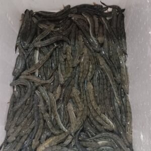 Alternative view of Cá kèo - MUDSKIPPER 500gr