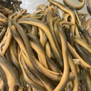 Alternative view of Lươn đồng Nghệ An - EEL 500gr